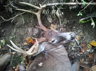 Drew's Buck